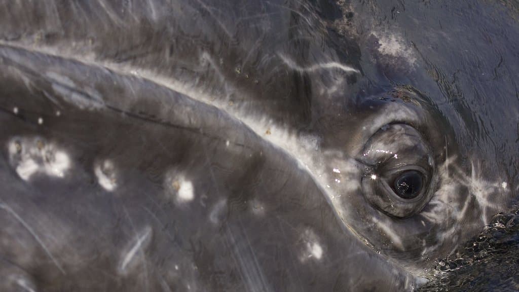 A wild gray whale surfaces close to the camera in Magdalena Bay, Mexico, showing its mottled head