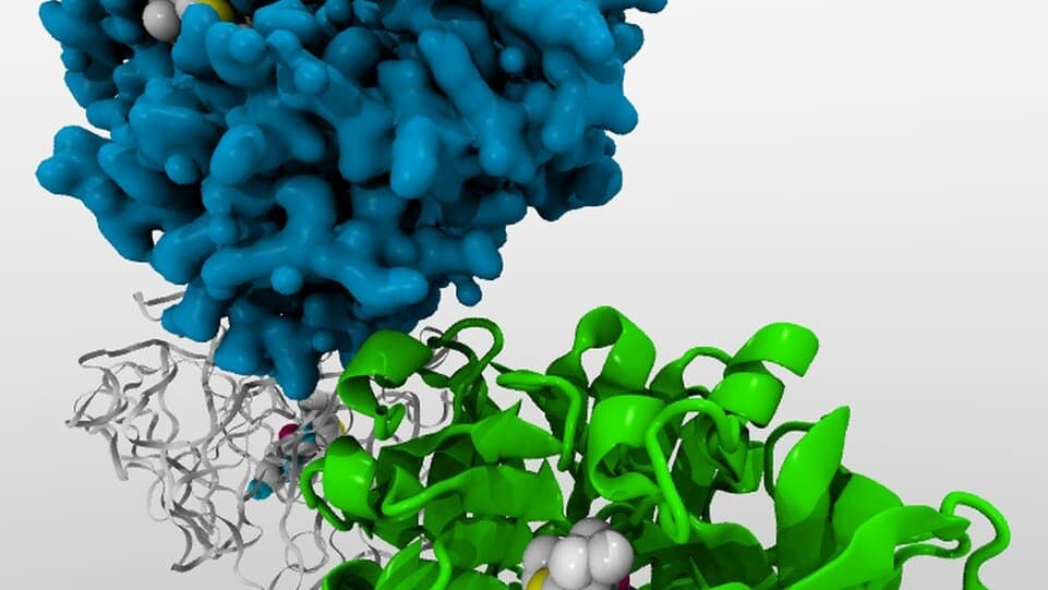 Molecular ribbon model of a protein with a bound small-molecule ligand in its active site