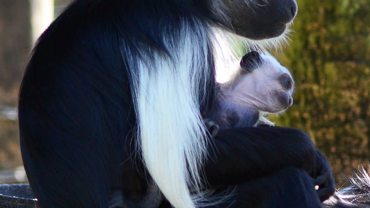 A black-and-white Angola colobus monkey holding an infant
