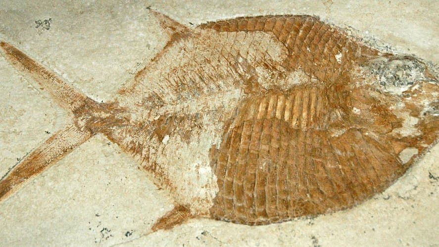 A fossil fish preserved in fine-grained Solnhofen limestone