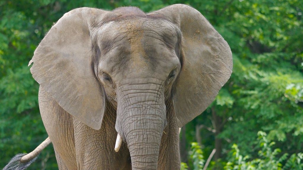 An African elephant facing the camera, showing its head and ears