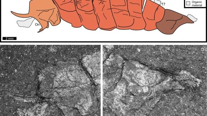 Fossil of an early Cambrian chelicerate arthropod, showing a segmented body