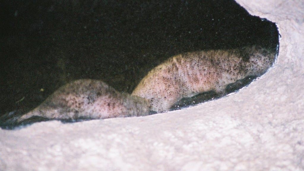 A cluster of hairless, pink naked mole-rats huddled together in a burrow