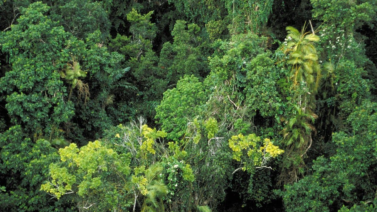 Dense tropical rainforest canopy seen from within the forest