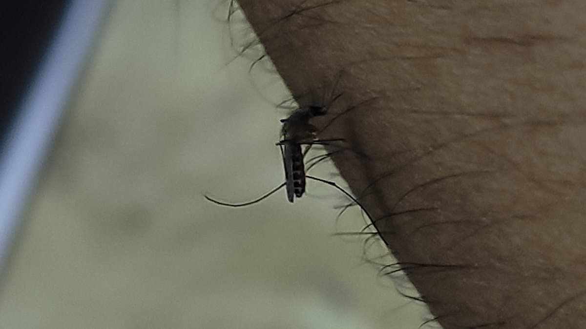 Close-up photograph of an adult Culex quinquefasciatus mosquito on a pale surface