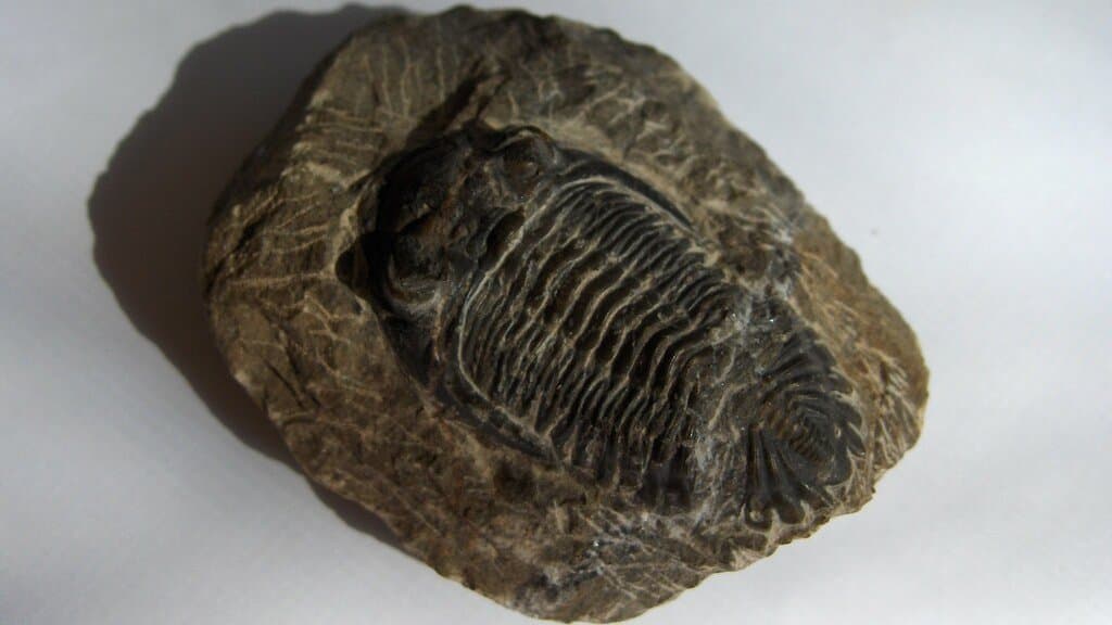 Fossil of a trilobite, an extinct marine arthropod, preserved in grey rock