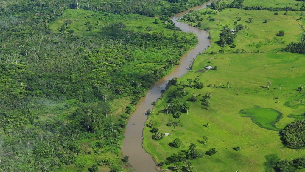Aerial view of dense Amazon rainforest canopy in Brazil