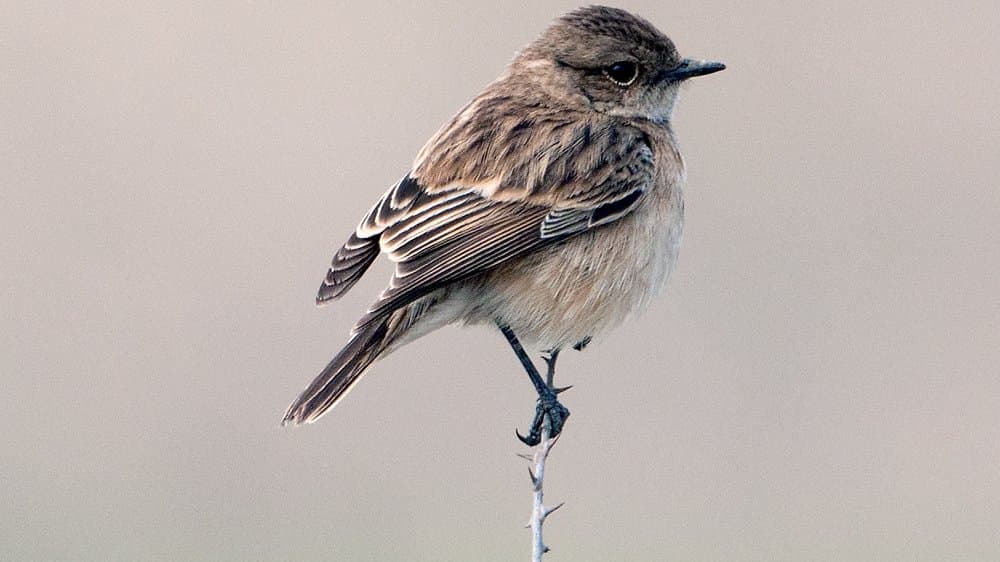A small perched songbird, a female common stonechat, on a twig