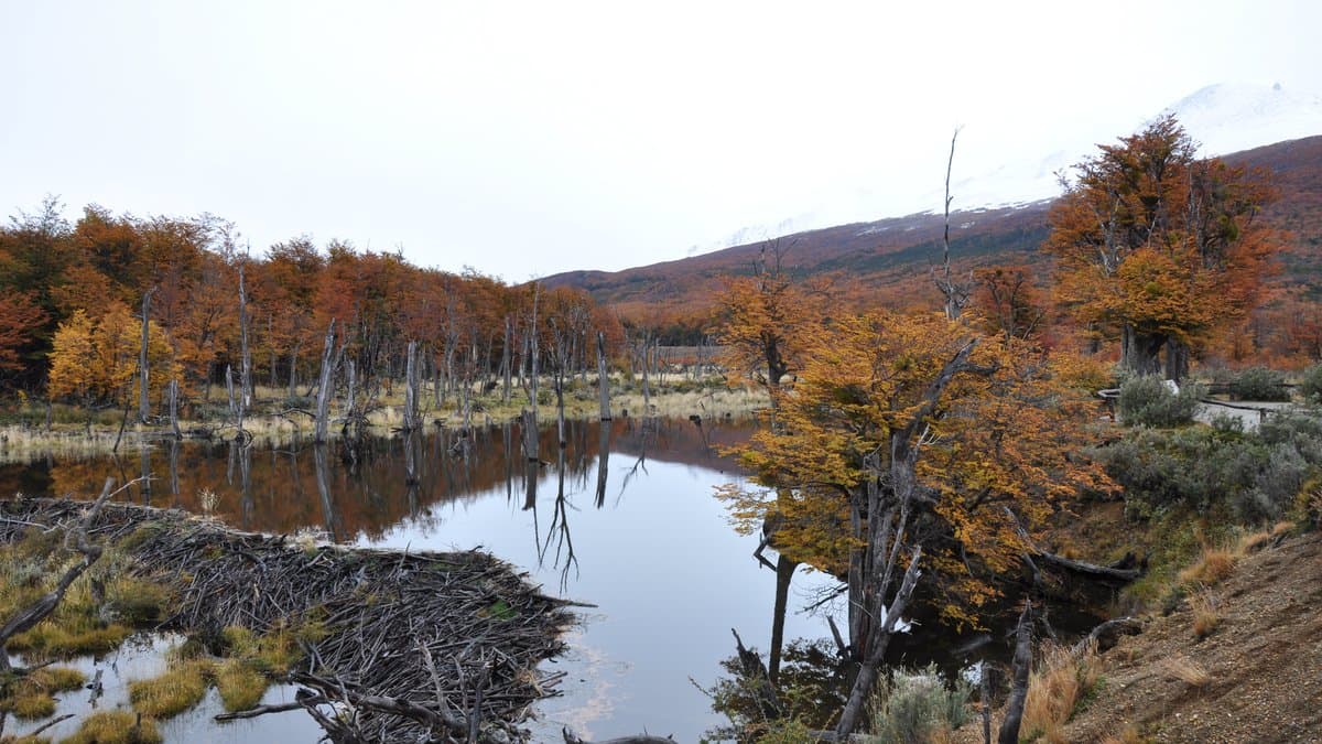 A beaver dam holding back a pond in a sub-Antarctic forest in Tierra del Fuego