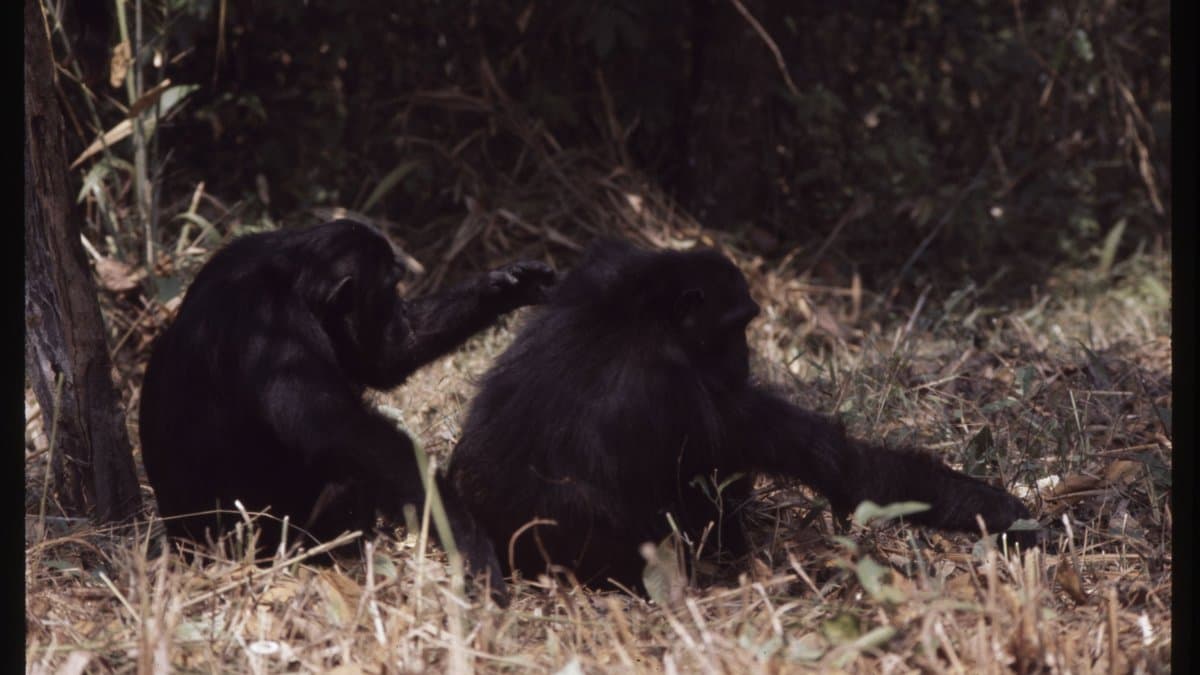 Two chimpanzees sitting together grooming each other