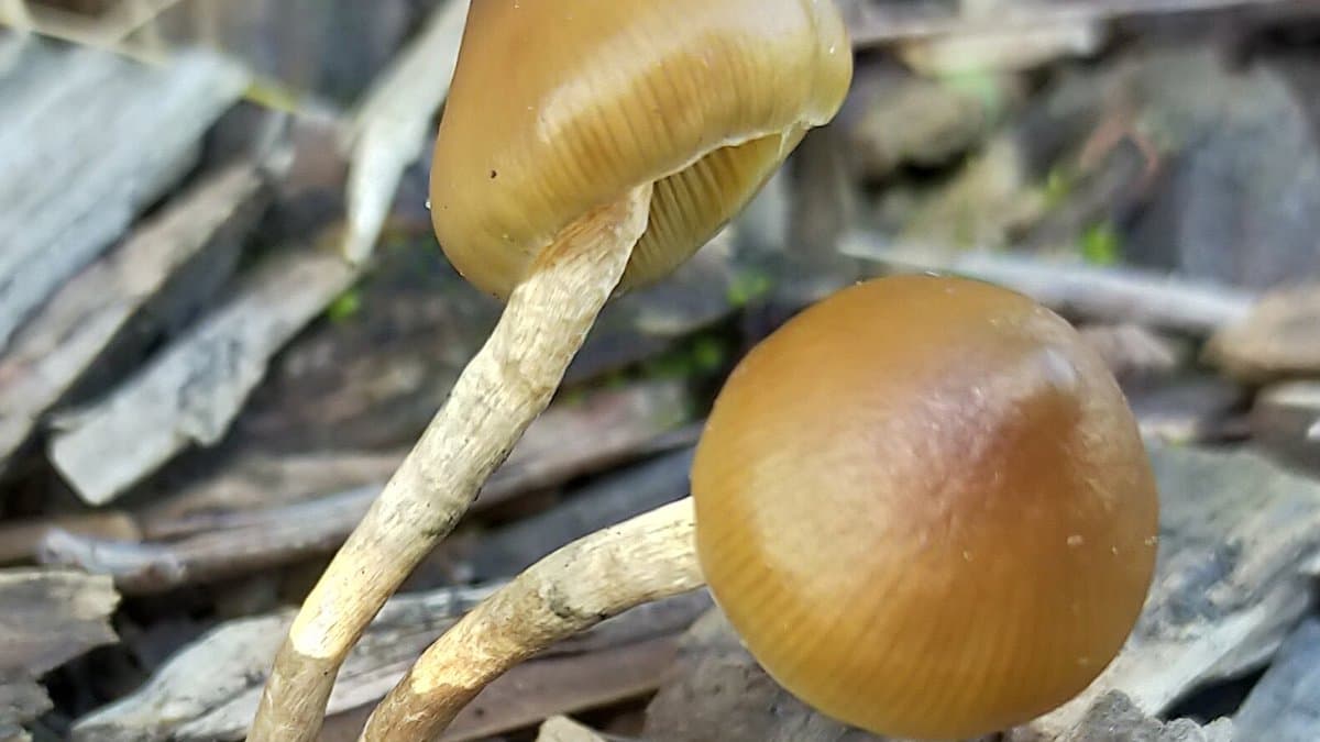 Psilocybe mushrooms growing, the fungal source of psilocybin