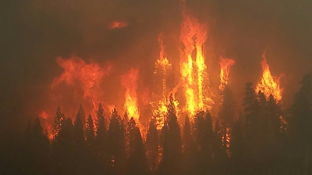 A forest wildfire burning through trees with heavy smoke