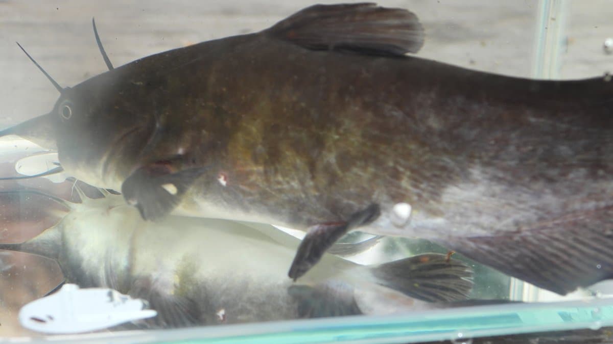 A brown bullhead catfish, a dark-skinned freshwater fish with barbels, held near the water surface