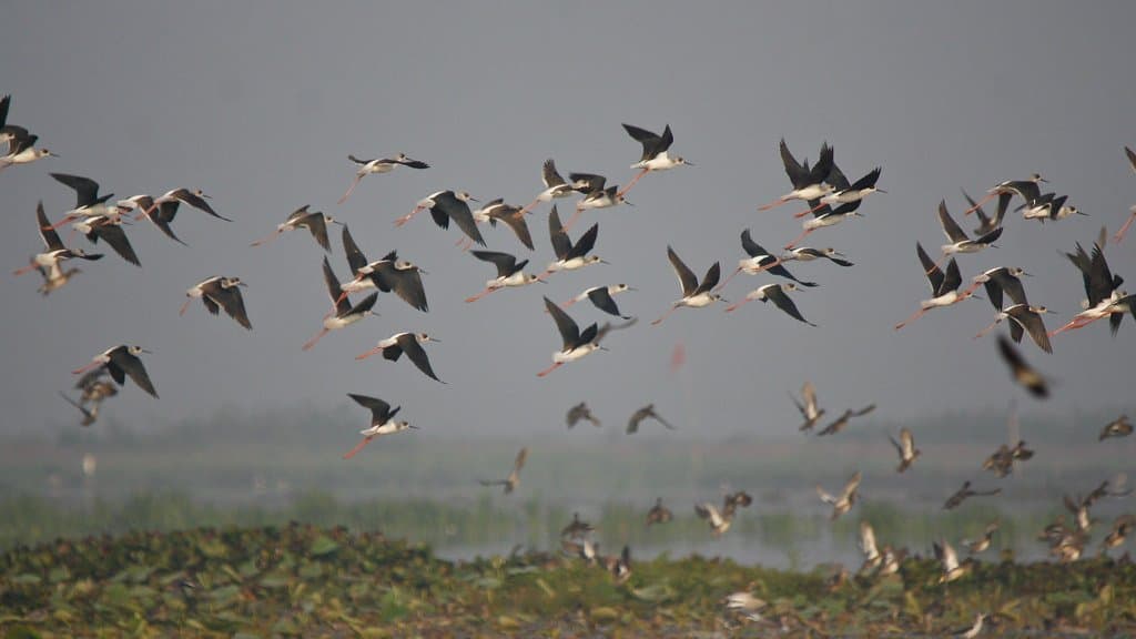 A large flock of migratory birds in flight against the sky