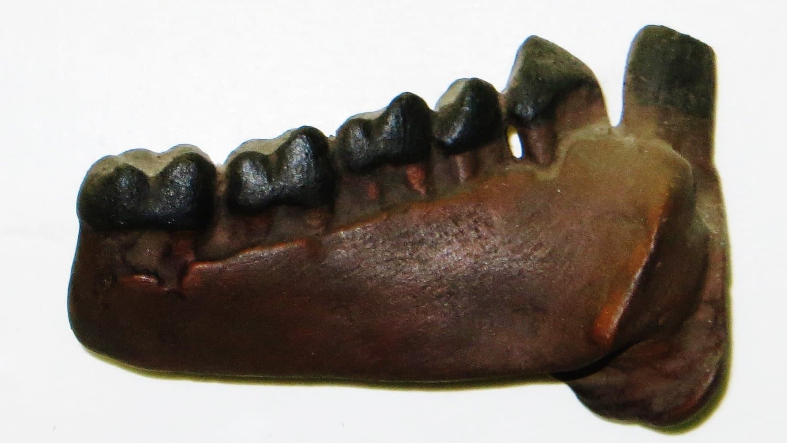 A fossilised lower jawbone photographed in side view, its row of worn molar teeth still set in the bone.