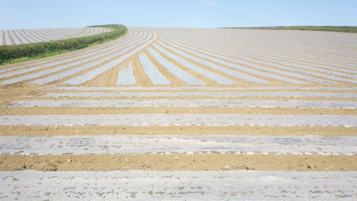 Rows of a farm field covered in strips of plastic mulch film stretching to the horizon