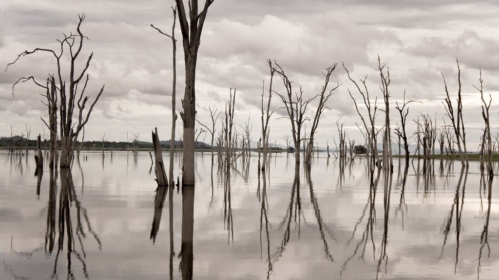 Dead bleached tree trunks standing in the still, reflective water of Lake Kariba under a grey sky