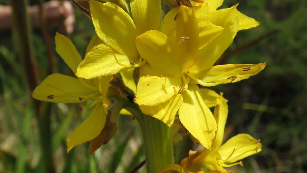 Yellow butterfly-lily flowers of Wachendorfia thyrsiflora on a tall spike, with the style and stamens leaning to opposite sides