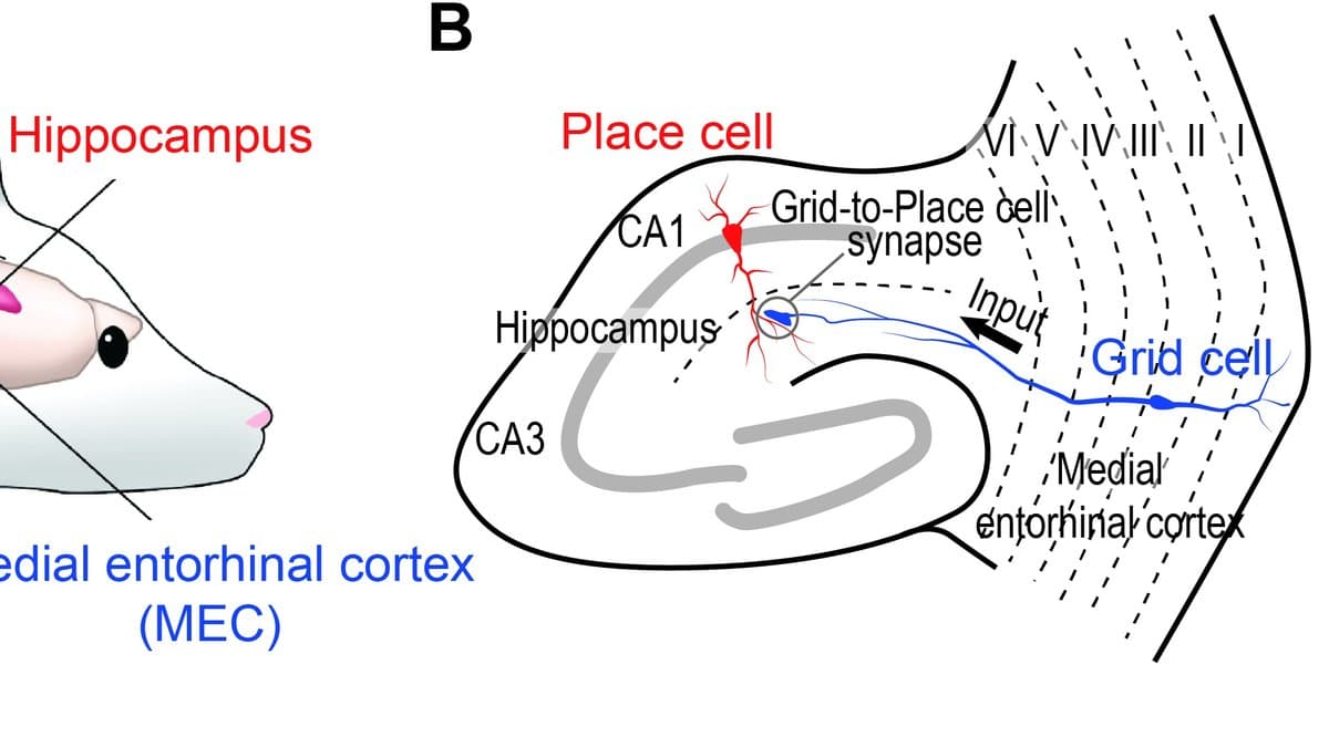 Labelled neuroscience diagram. At left, a drawing of a mouse's head with a pink-shaded region labelled Hippocampus in red and a blue label for the medial entorhinal cortex. At right, a schematic cross-section of the hippocampus in which a red place cell in area CA1 receives input from a blue grid cell in the medial entorhinal cortex across a grid-to-place cell synapse, with CA1, CA3 and the cortical layers marked.