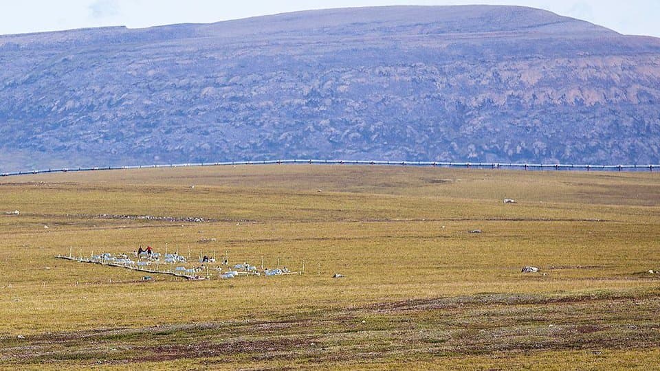 A wide expanse of open Alaskan tundra running to a low ridge, with a line of small experimental plot markers and the Trans-Alaska pipeline crossing the middle distance.