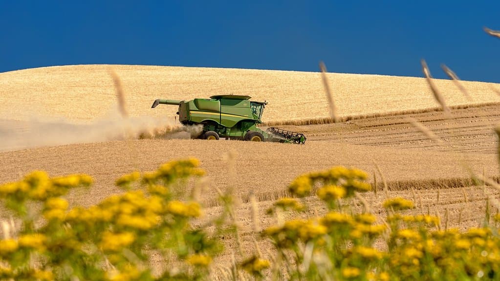 A green combine harvester cutting a ripe golden wheat field on a low hillside under a deep blue sky, trailing a plume of chaff dust, with yellow wildflowers blurred in the foreground.