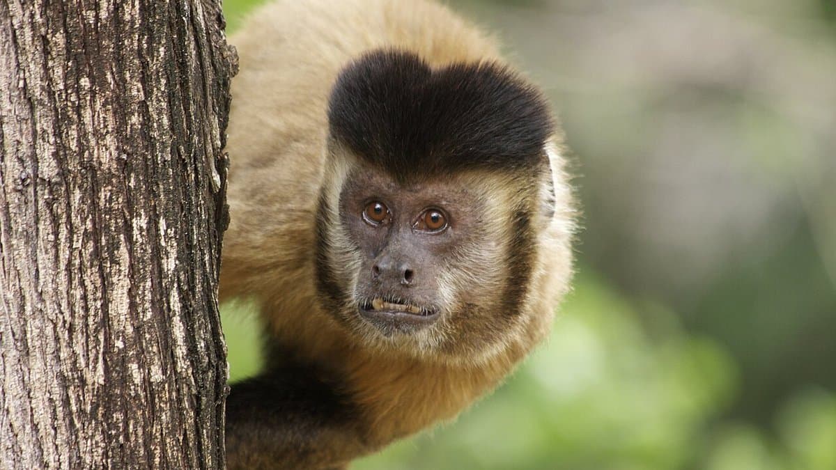 A wild bearded capuchin monkey with a dark tufted cap looks out from behind a tree trunk, green foliage blurred behind it.