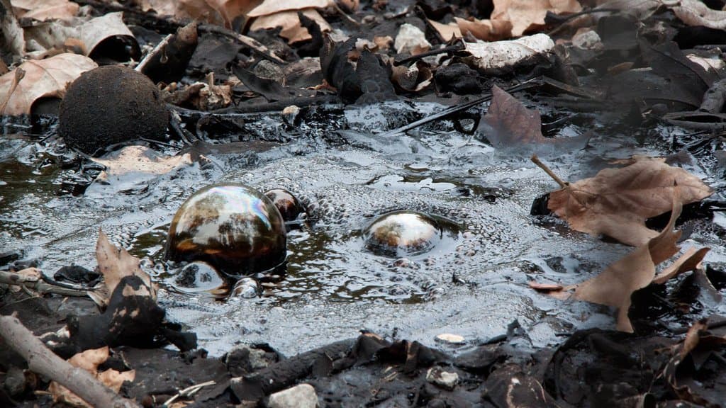 Close-up of a black asphalt seep at the La Brea Tar Pits, with glossy bubbles of tar pushing up through the surface among fallen leaves and twigs.