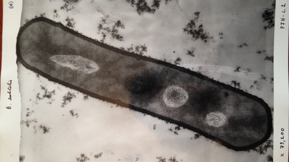 Transmission electron micrograph of a single rod-shaped Bacillus subtilis cell, magnified about 73,000 times, showing the cell envelope and pale internal bodies