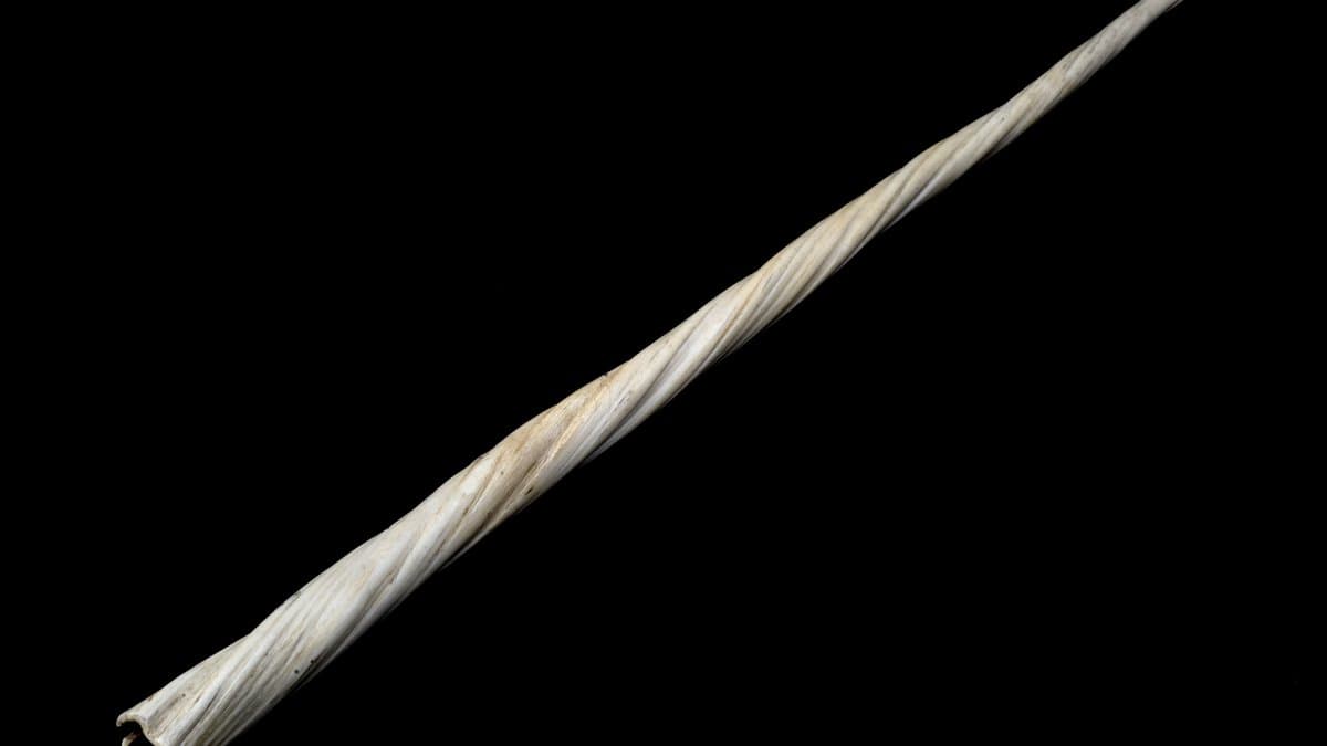 A long narwhal tusk with a left-handed spiral groove running along its length
