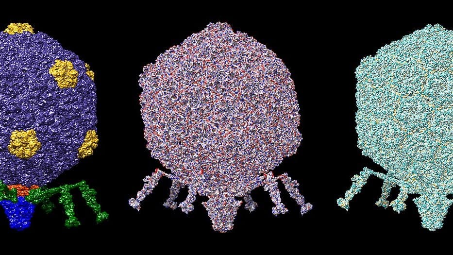 Three coloured molecular renderings of the bacteriophage T7 particle side by side, each showing a rounded protein head above a short tail with splayed fibres