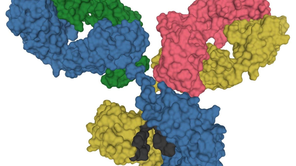 Molecular surface model of an IgG1 antibody, showing its Y-shaped arrangement of protein chains