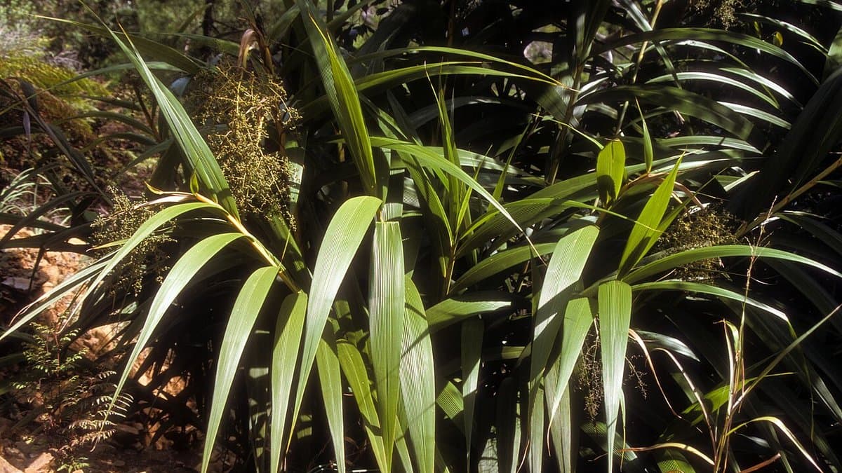 Long pleated leaves and arching stems of Joinvillea ascendens, a tall tropical plant of wet forest understorey