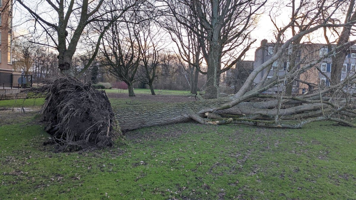 A large tree uprooted by high winds lying across a park lawn, its root plate torn from the ground, apartment blocks behind