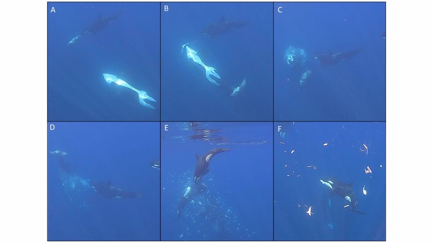 Six underwater panels: an orca carries a pale sharptail sunfish, a second orca strikes it, and a juvenile orca swims among the scattered fragments