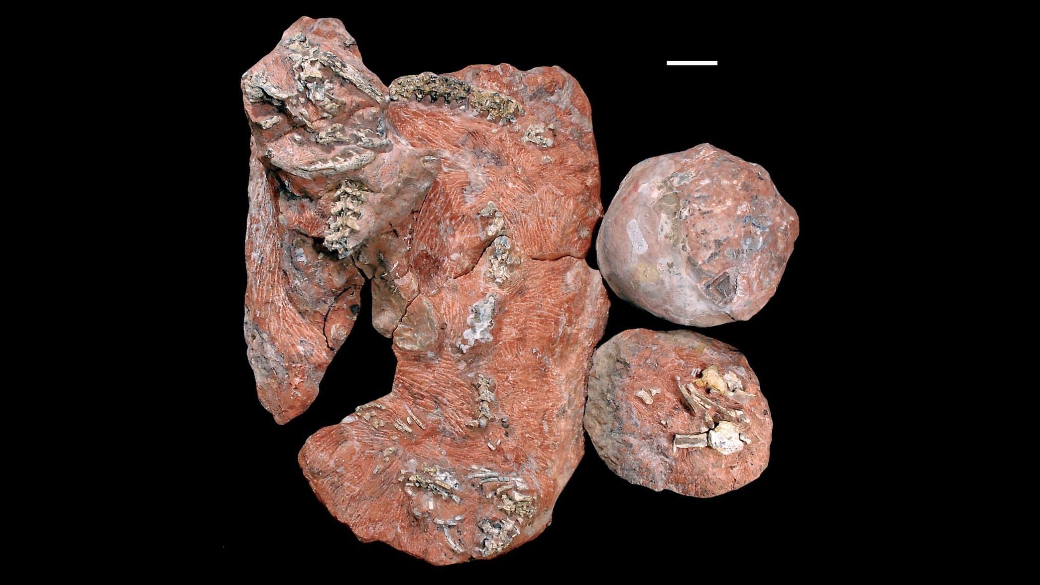 Reddish fossil blocks holding a chain of snake vertebrae and skull bones beside two rounded dinosaur eggs, with a scale bar at top right