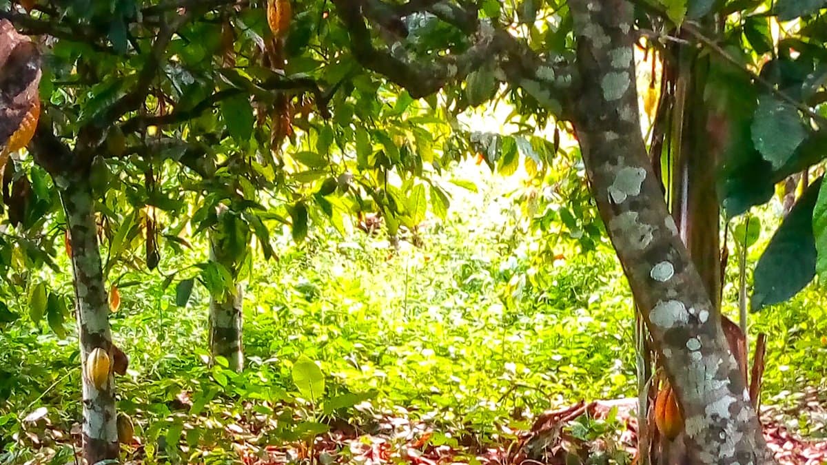 Rows of cocoa trees with ripening pods on a smallholder cocoa plantation in the Oti Region of Ghana