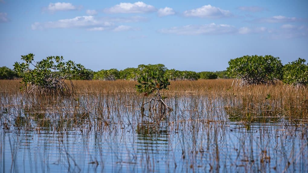 A stilt-rooted red mangrove standing in shallow blue water among golden marsh reeds, with a wall of green mangroves and a bright sky behind.