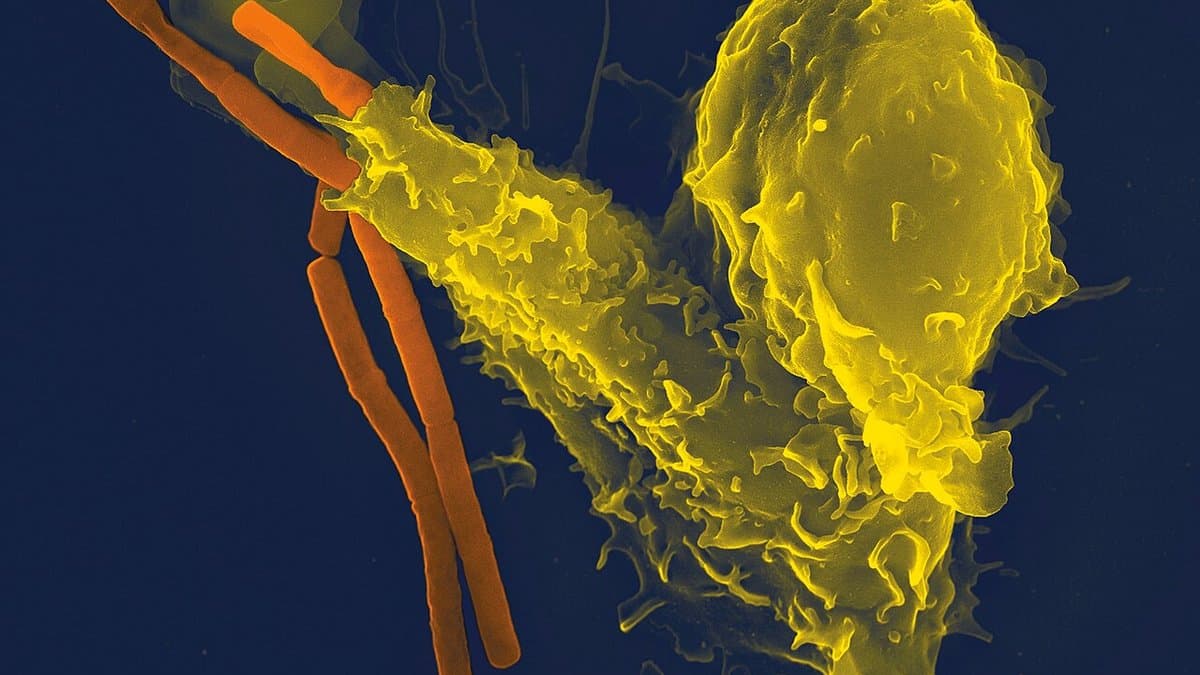 False-colour scanning electron micrograph of a human neutrophil, a white blood cell, engulfing rod-shaped bacteria