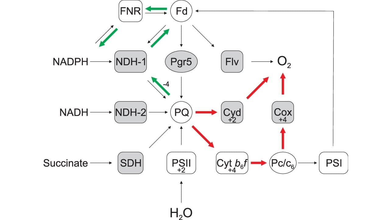 Diagram of the thylakoid electron transport circuits in the cyanobacterium Synechocystis: water feeds Photosystem II, and green arrows mark the reverse route through the NDH-1 complex that yields NADPH.