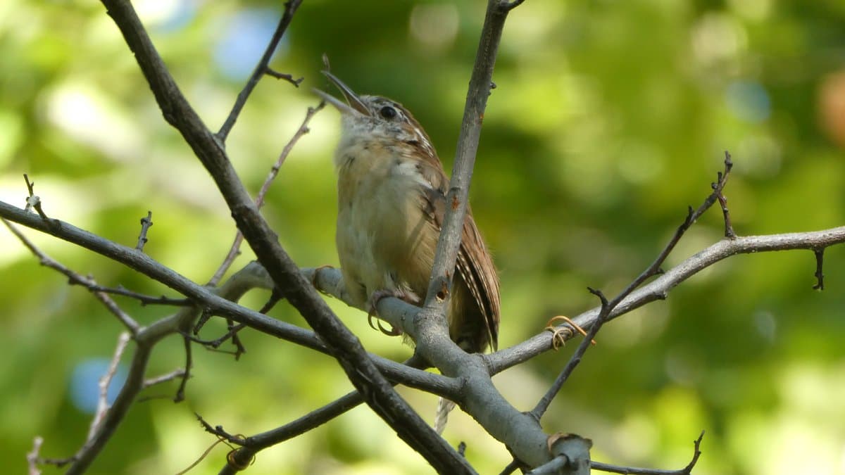 A Carolina wren perched on a branch with its head raised and beak open in song.