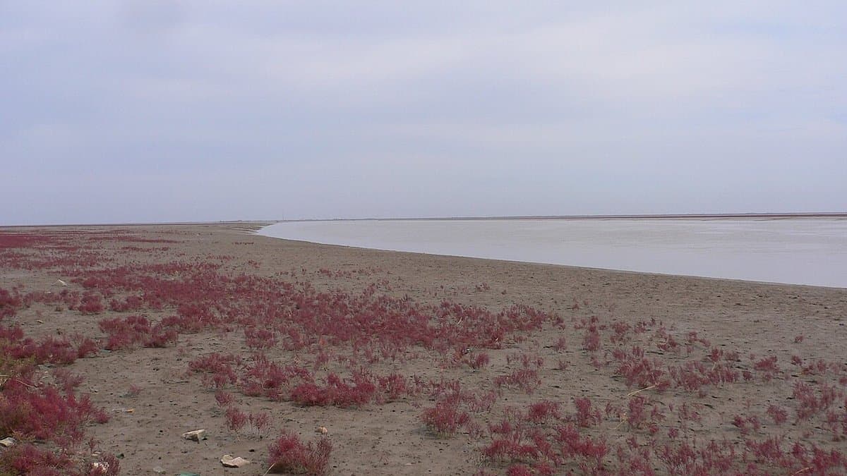 Red Suaeda salsa plants spreading across a bare tidal flat beside an estuary channel on the coast at Panjin, Liaoning, China