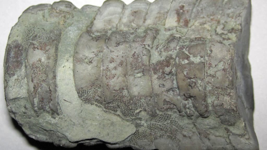 A ridged fossil nautiloid shell lying on a pale surface, its chambers marked out along the shaft and patches of fine, honeycomb-textured bryozoan colonies grown across it.