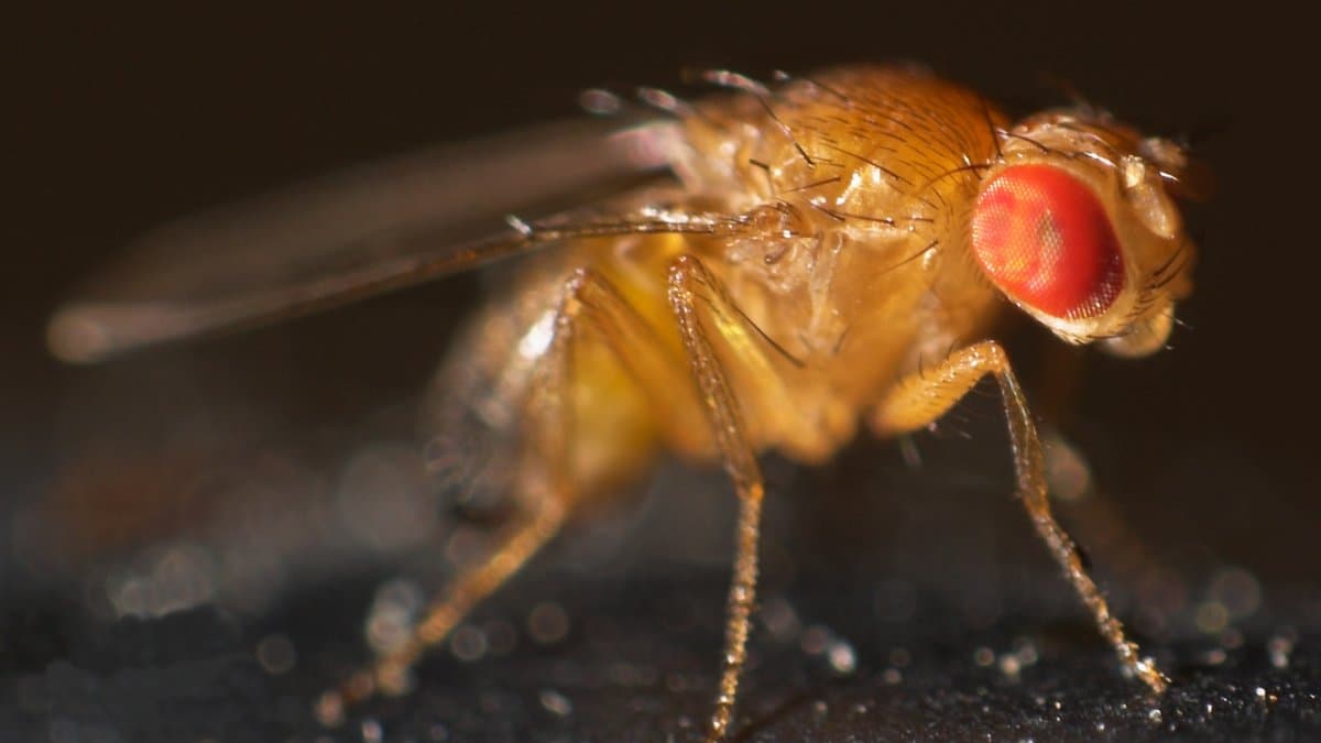 Close-up photograph of a fruit fly, Drosophila melanogaster, with red compound eyes and a striped abdomen