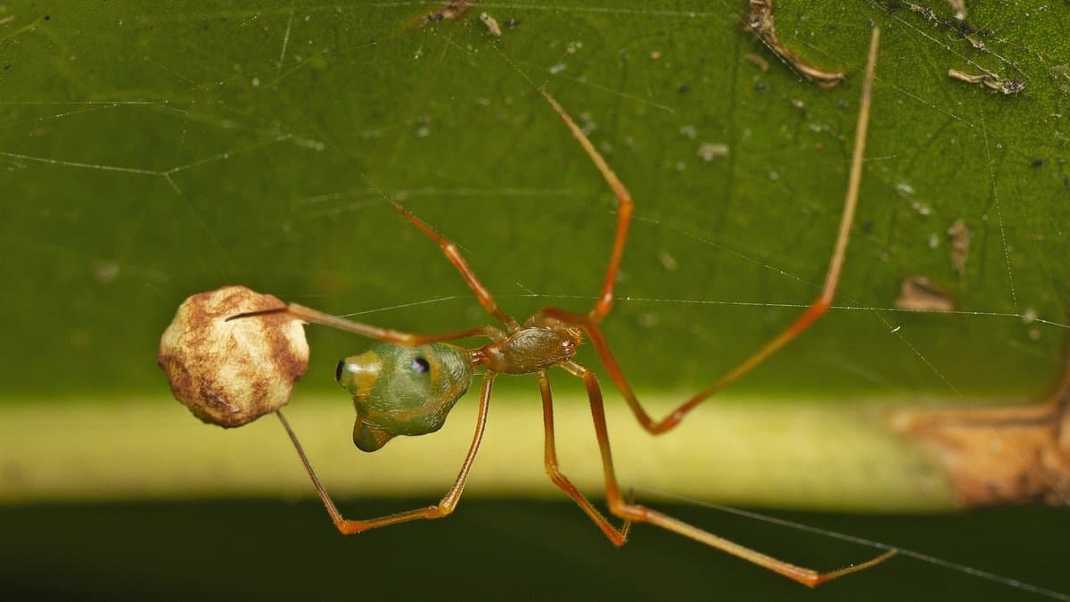 Macro photograph of a small spider with a rounded green abdomen and long orange legs hanging beneath a leaf next to a pale mottled egg sac, with fine silk threads strung across the leaf surface