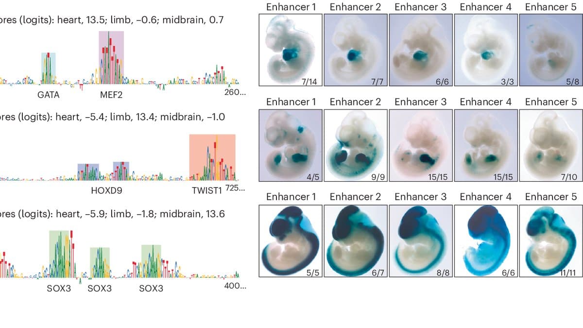 Three rows of five stained mouse embryos, each row labelled Enhancer 1 to 5, with blue staining marking the heart, the limb and the central nervous system, next to sequence contribution plots.