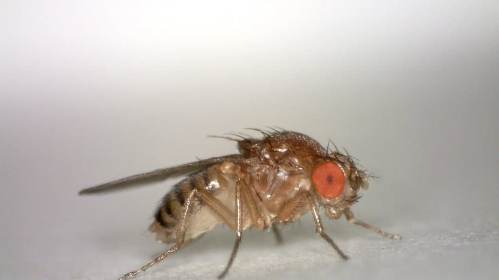 Close-up photograph of a female fruit fly in profile on a pale surface, its red compound eye, head bristles and folded wing clearly visible.