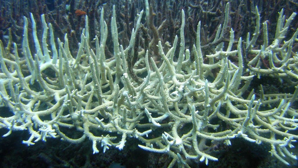 Branching staghorn coral bleached stark white on a shallow reef, with darker coral behind it.