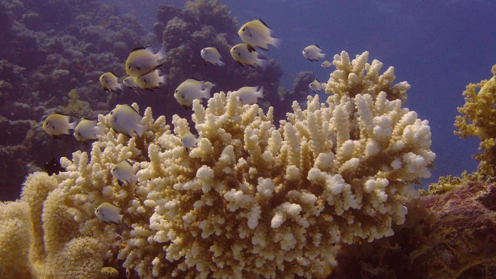 A table of branching Acropora coral in clear water with a small Arabian damselfish above it.
