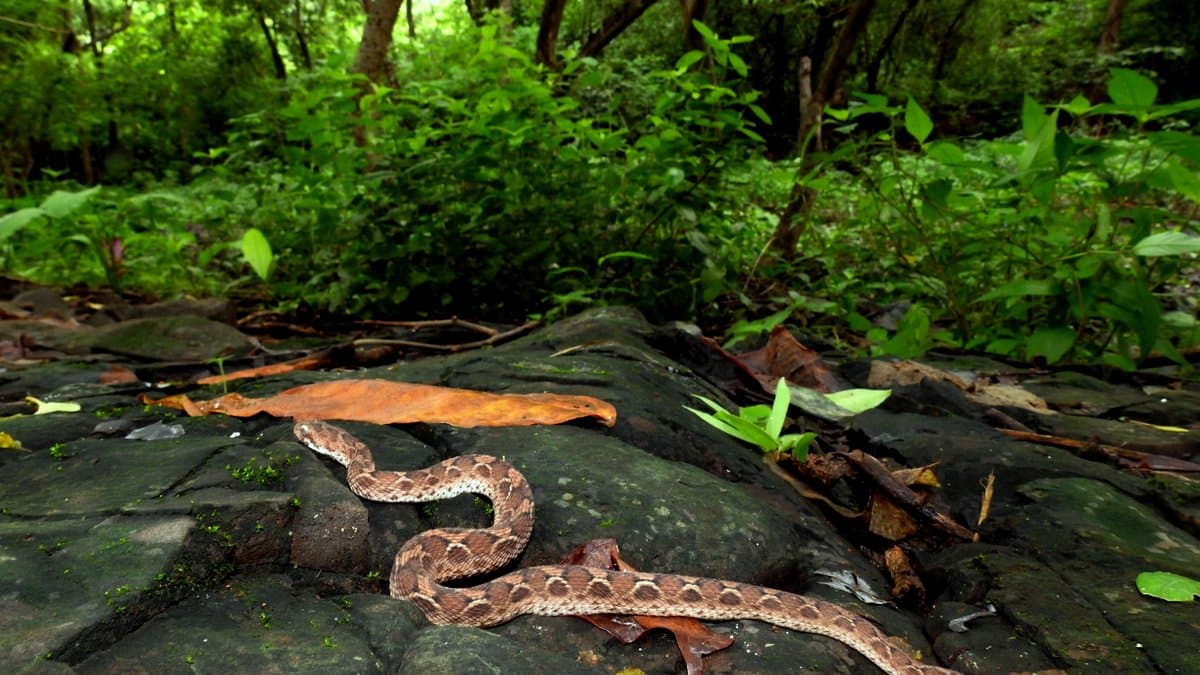 A saw-scaled viper stretched across wet rock at the edge of dense green forest undergrowth.