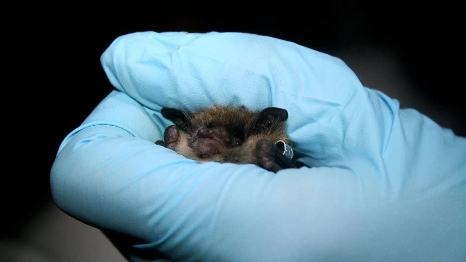 A gloved hand holds a small brown bat with a numbered metal band on its forearm